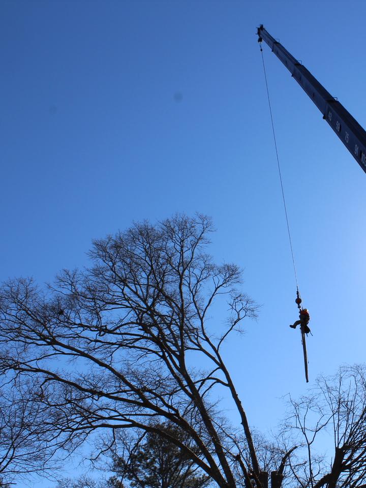 Climber riding a long trunk section on the crane hook, high above bare winter treetops