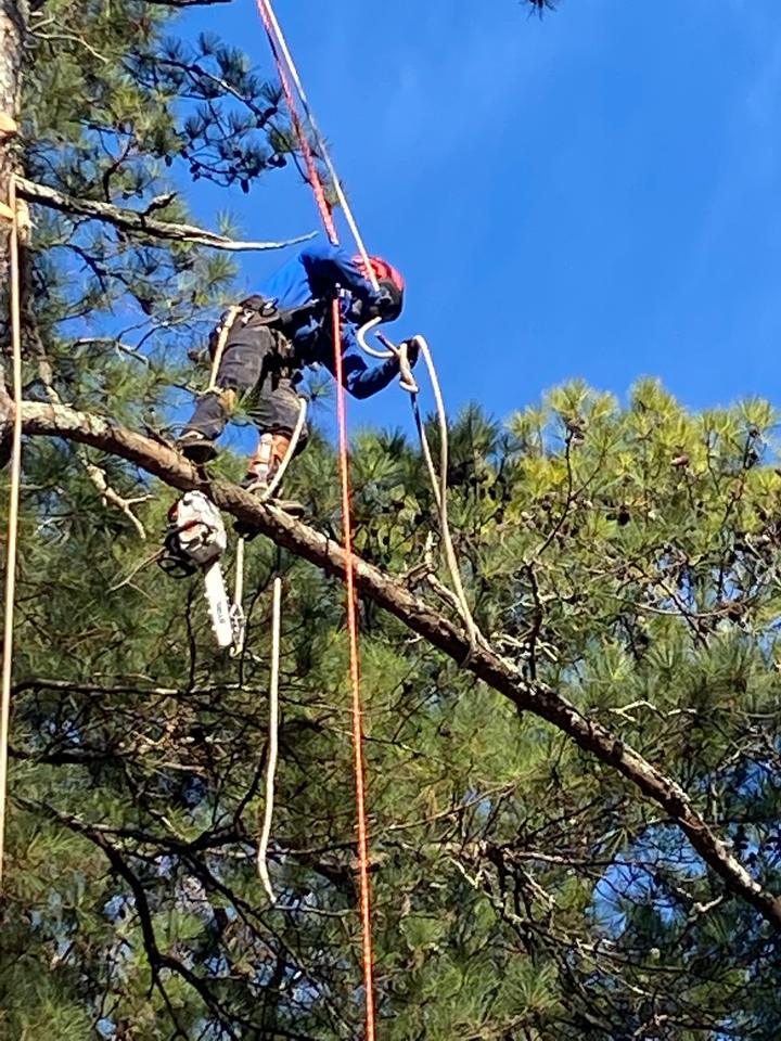 Climber in a blue jacket and red helmet standing on a pine limb, tied in, with the chainsaw hanging from his harness