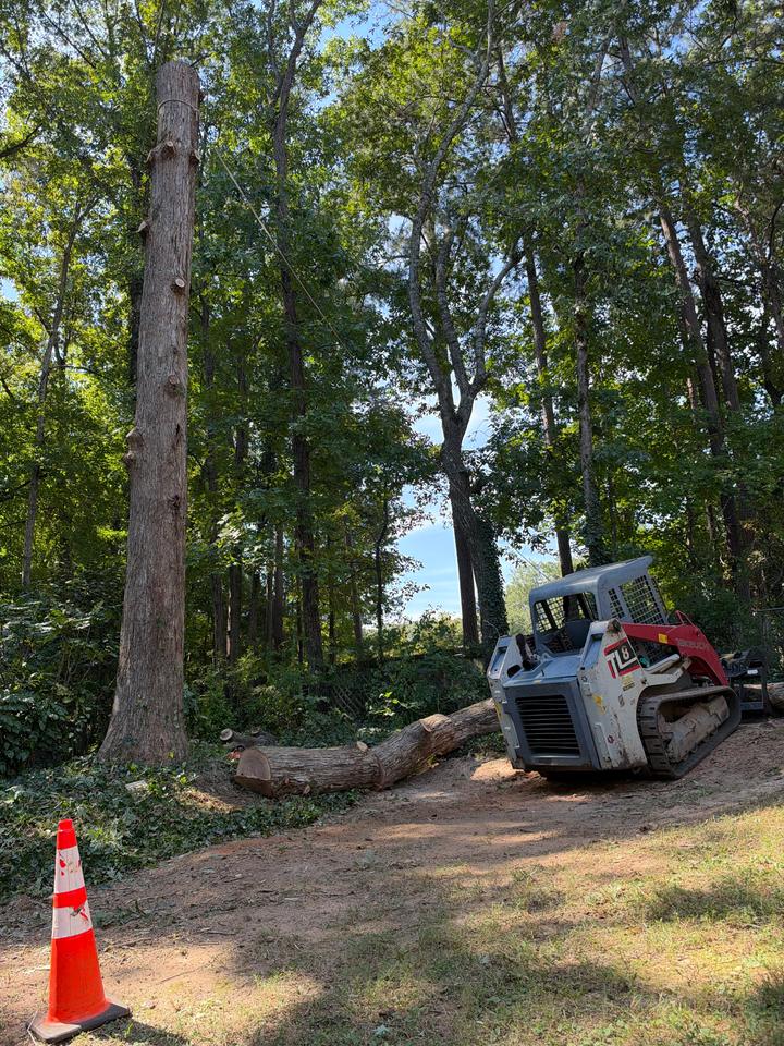 Hardwood limbed up to a bare spar with a rope at the top, a felled trunk section and the track loader beside it in a wooded backyard