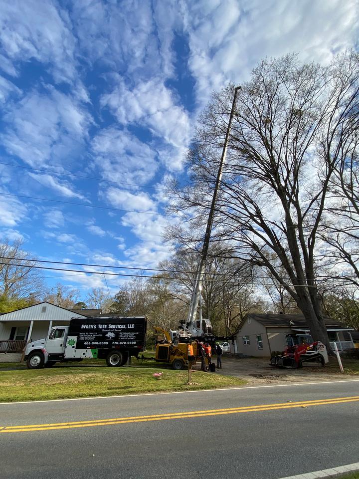 Crane boom raised beside a tall bare hardwood, with the Efren's chip truck, chipper, skid steer, and crew set up along the street
